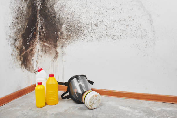 Best Attic Mold Removal  in Juno Ridge, FL