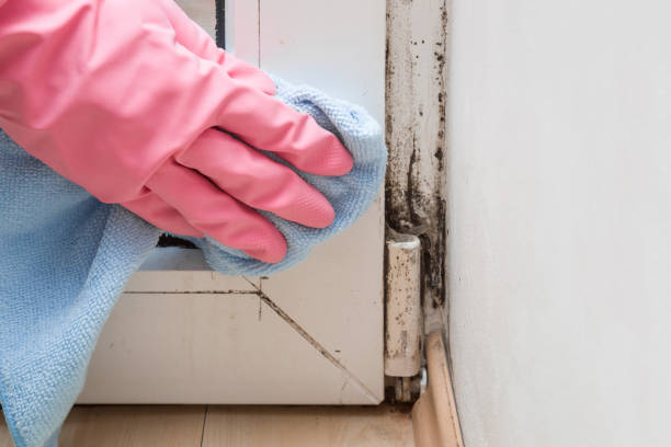 Best Black Mold Removal  in Juno Ridge, FL